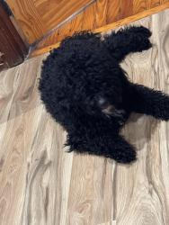 Lost Male Dog last seen Wharton, Philadelphia, PA 19146
