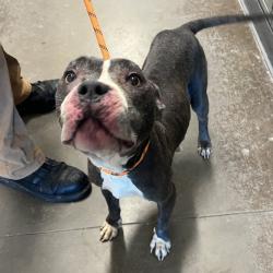 Shelter Stray Female Dog last seen , 21800 Central Ave, Matteson, IL 60443, USA