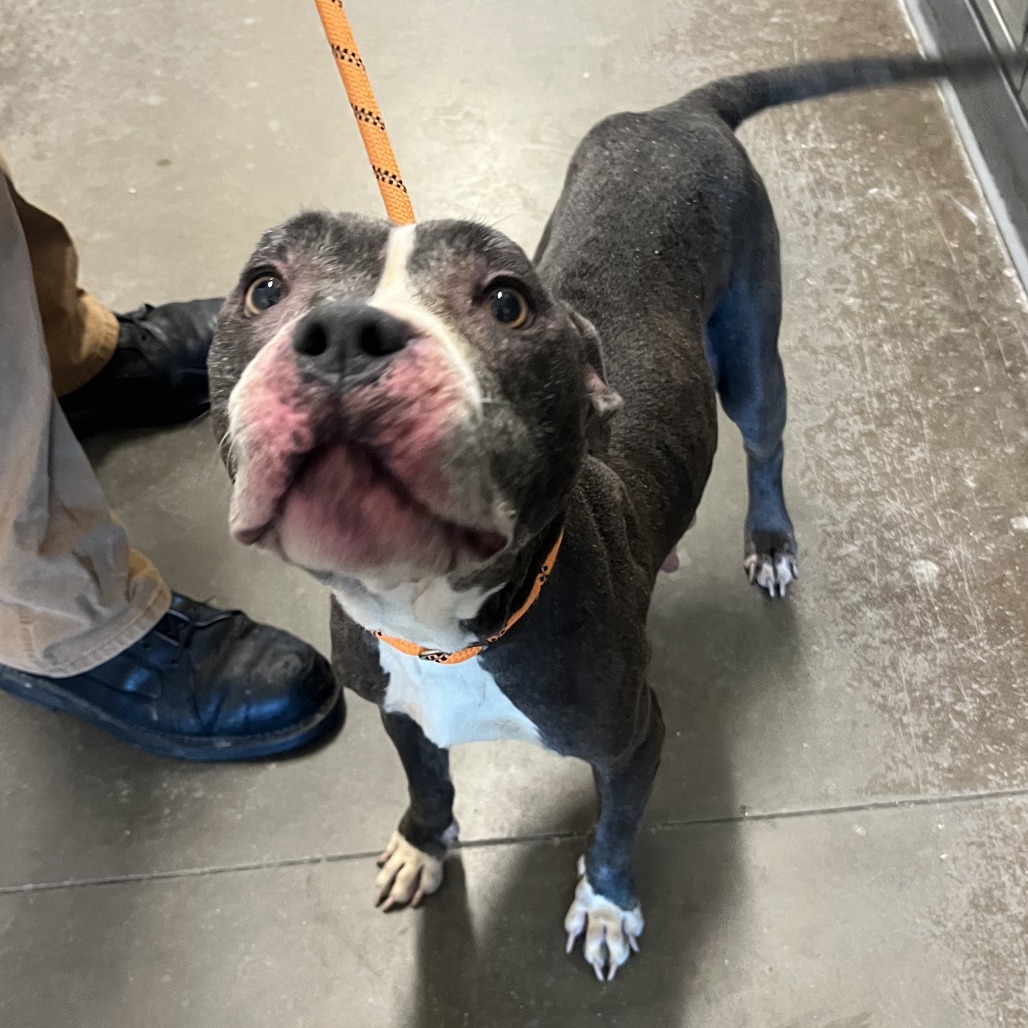 Shelter Stray Female Dog last seen , 21800 Central Ave, Matteson, IL 60443, USA