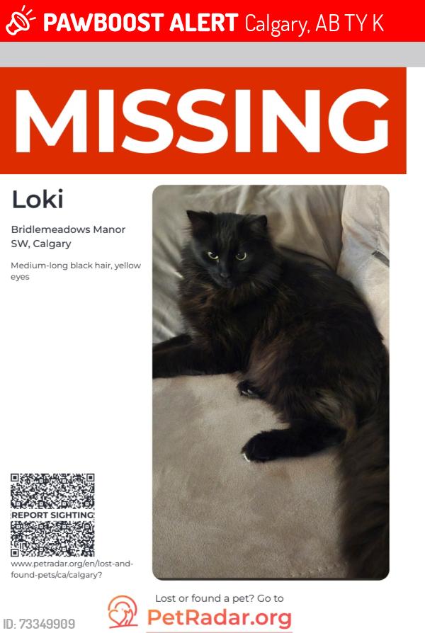 Lost Male Cat last seen bridlemeadows manor sw, Calgary, AB T2Y 4K9
