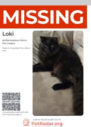 Lost Male Cat last seen bridlemeadows manor sw, Calgary, AB T2Y 4K9