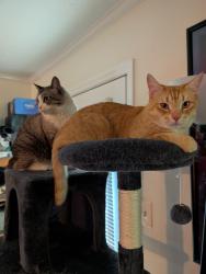 Lost Male Cat last seen Idlewood Lane, Knoxville, TN 37923