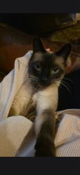 Reunited Male Cat last seen grey woods, Des Moines, IA 50317