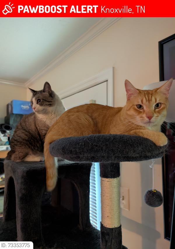 Lost Male Cat last seen Idlewood Lane, Knoxville, TN 37923