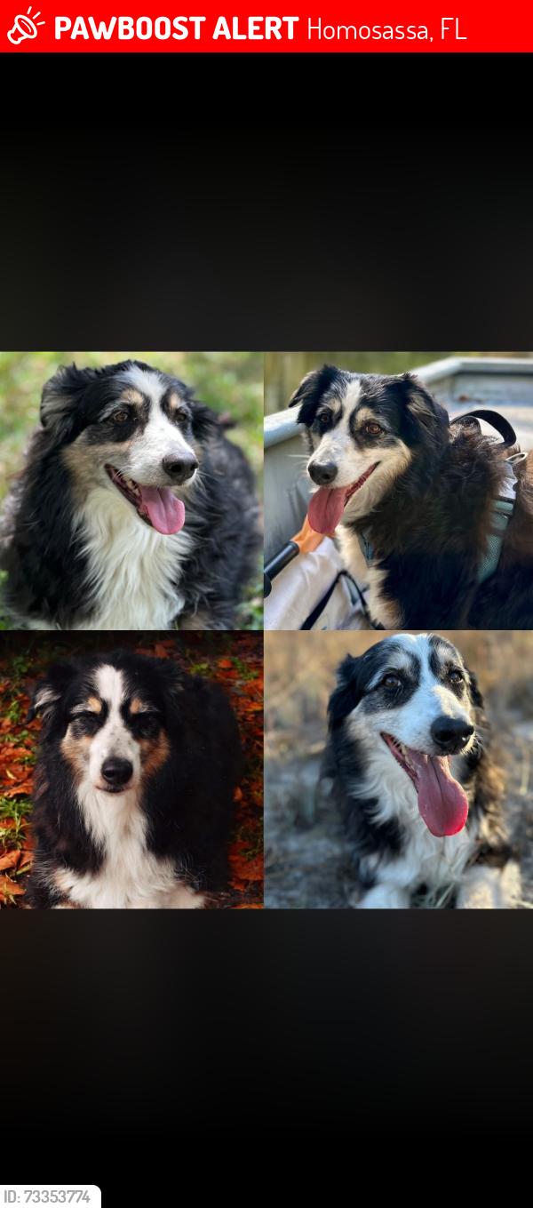 Lost Male Dog last seen Cardinal and Georgian, Homosassa, FL 34446