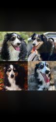 Lost Male Dog last seen Cardinal and Georgian, Homosassa, FL 34446