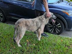 Reunited Male Dog last seen Greenland Rd, Jacksonville, FL 32258
