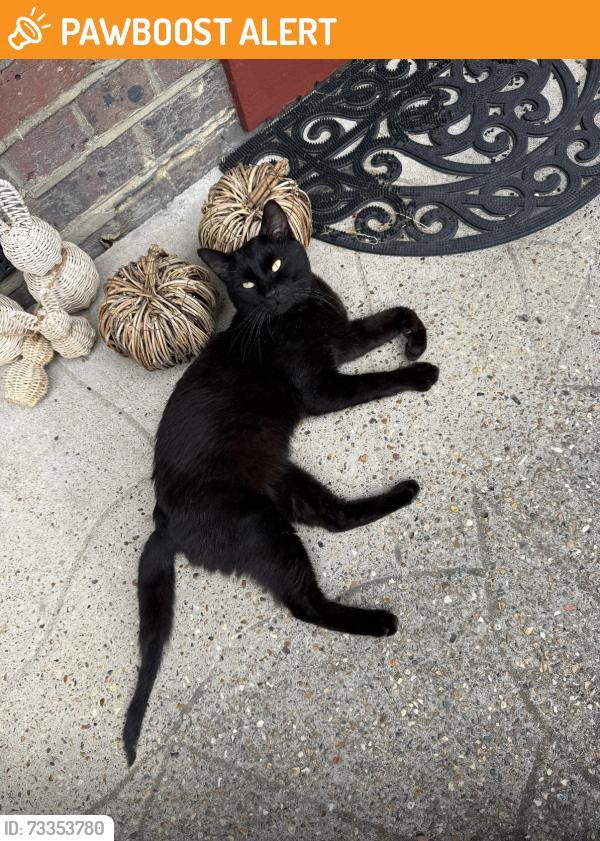 Found/Stray Male Cat last seen Tudor Close , Elm Park, Greater London, England SW2 2AA