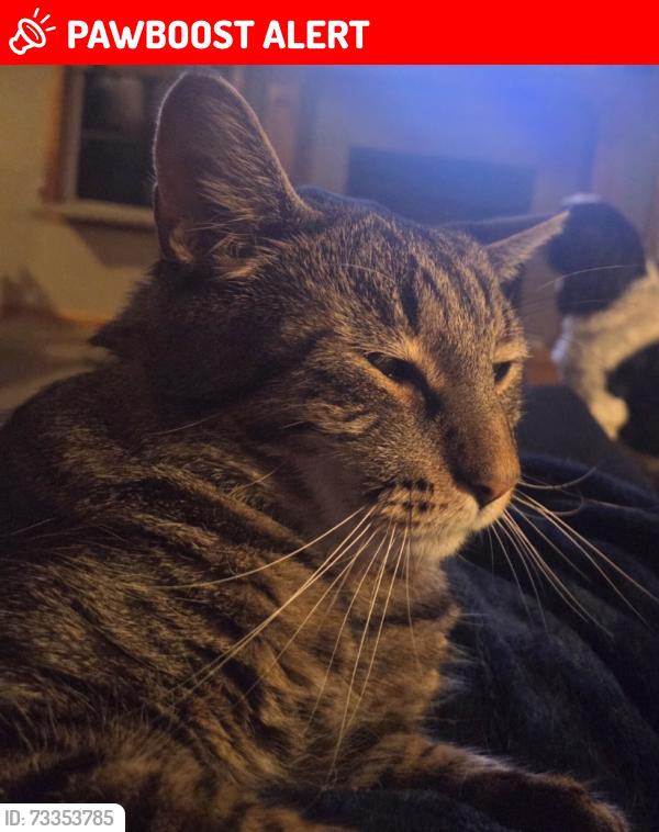 Lost Male Cat last seen Near and 460 Kingsville, Jackson Township, MO 64061