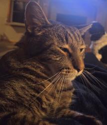 Lost Male Cat last seen Near and 460 Kingsville, Jackson Township, MO 64061