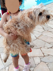 Lost Male Dog last seen Rua Frederico Ferraz orsi, Jardim das Flores, SP 