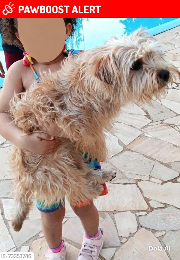 Lost Male Dog last seen Rua Frederico Ferraz orsi, Jardim das Flores, SP 