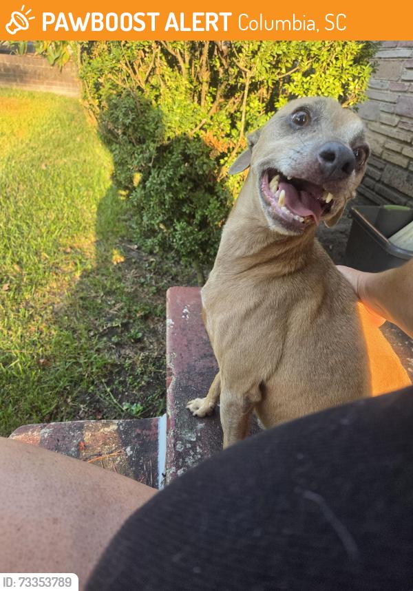 Found/Stray Male Dog last seen Lorock Ave and farrow, Columbia, SC 29203