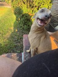 Found/Stray Male Dog last seen Lorock Ave and farrow, Columbia, SC 29203