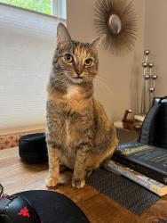 Lost Female Cat last seen The wooded area at the end of Swallow Circle in Pelican Point community, Venice, FL 34285