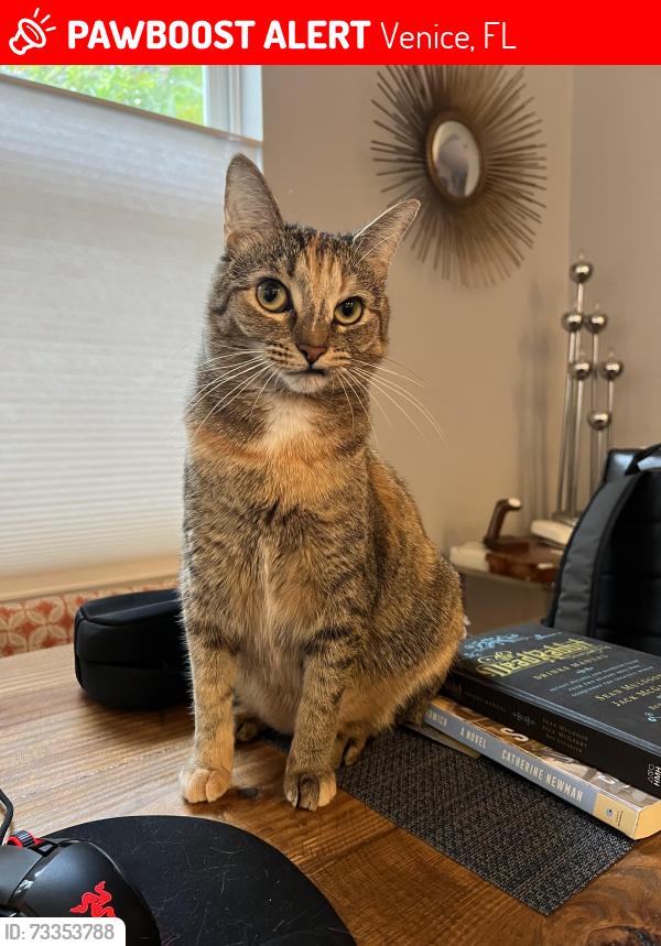 Lost Female Cat last seen The wooded area at the end of Swallow Circle in Pelican Point community, Venice, FL 34285
