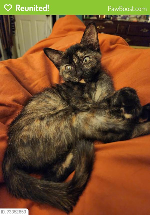 Reunited Female Cat last seen Landover and Elgin, Spring Hill, FL 34609