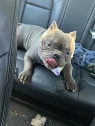 Lost Male Dog last seen Spring field and anslie, Chicago, IL 60625