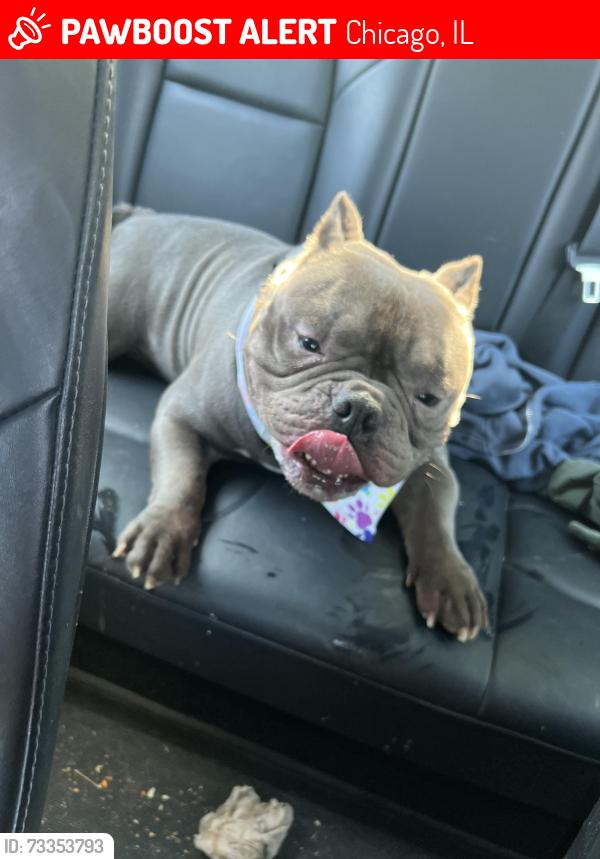 Lost Male Dog last seen Spring field and anslie, Chicago, IL 60625