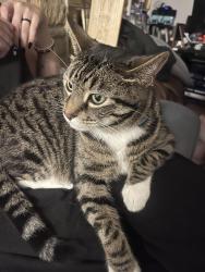 Reunited Male Cat last seen Near Christian Ave, Fort Wayne, IN 46835
