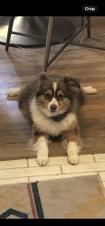 Lost Female Dog last seen Longstreet Hills neighborhood, Gainesville, GA 30501
