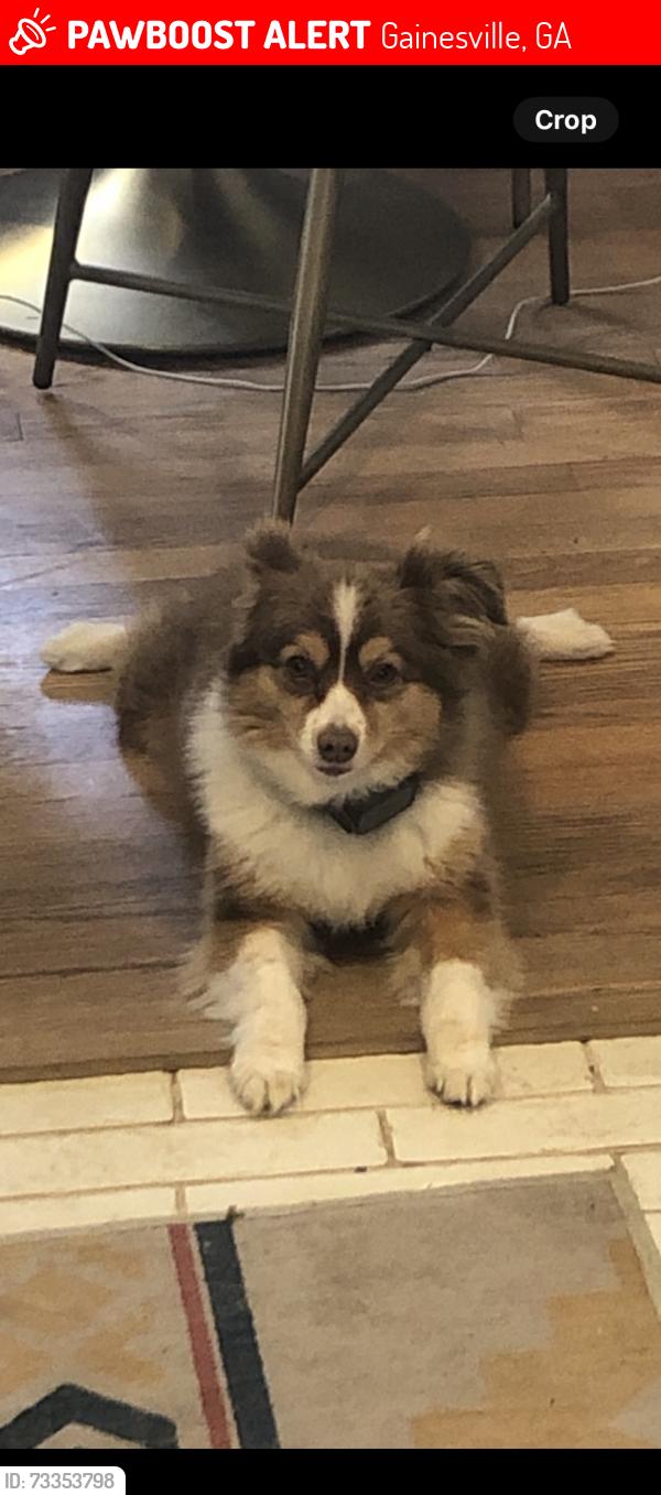 Lost Female Dog last seen Longstreet Hills neighborhood, Gainesville, GA 30501