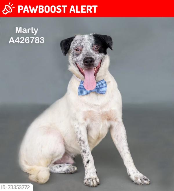 Lost Male Dog last seen Aspire Way offf Hwy 242, Montgomery County, TX 77302