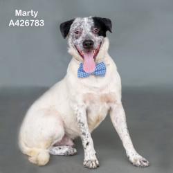 Lost Male Dog last seen Aspire Way offf Hwy 242, Montgomery County, TX 77302