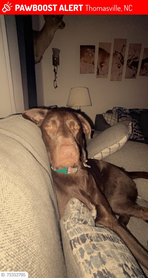 Lost Male Dog last seen sullivan rd, Thomasville, NC 27360