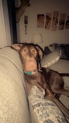 Lost Male Dog last seen sullivan rd, Thomasville, NC 27360