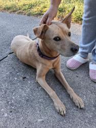 Reunited Female Dog last seen 24th Avenue & Southern Avenue, Beech Grove, IN 46107