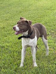 Found/Stray Male Dog last seen Chaffee and Crystal springs, Jacksonville, FL 32221