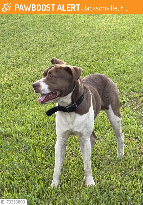 Found/Stray Male Dog last seen Chaffee and Crystal springs, Jacksonville, FL 32221