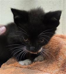 Shelter Stray Male Cat last seen Near BLOCK DAVISSON AVE, FAIRVIEW, 232 Eslinger Way, Sanford, FL 32773, USA