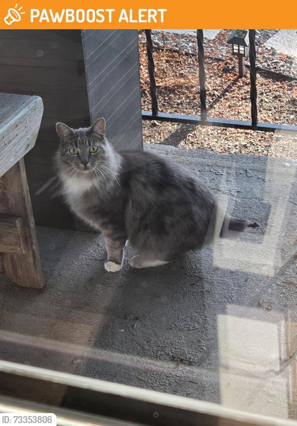 Found/Stray Unknown Cat last seen Near 72nd Ave W, Snohomish County, WA 98036