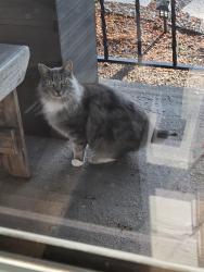Found/Stray Unknown Cat last seen Near 72nd Ave W, Snohomish County, WA 98036