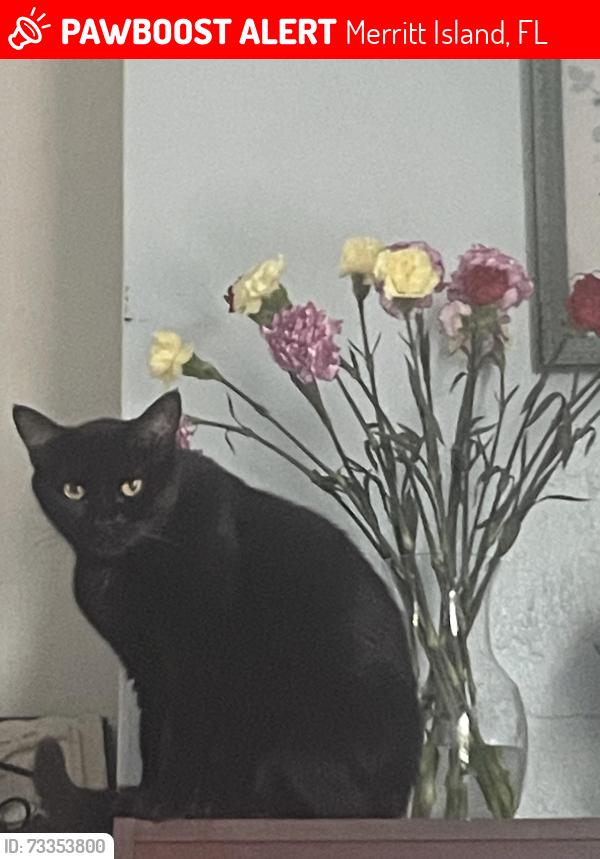 Lost Male Cat last seen Hampton/alabama, Merritt Island, FL 32953