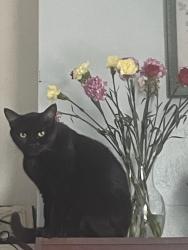 Lost Male Cat last seen Hampton/alabama, Merritt Island, FL 32953