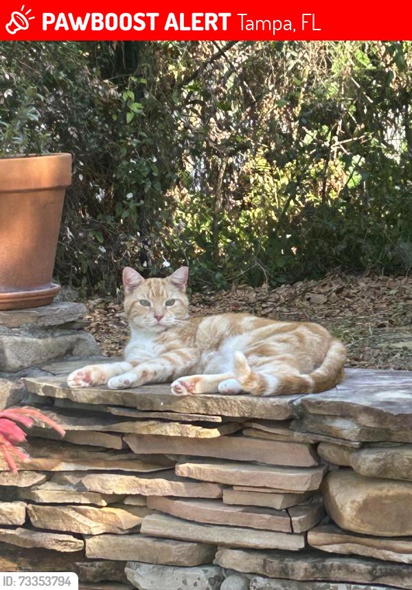 Lost Male Cat last seen Lake Magdelene Blvd and North Blvd, Tampa, FL 33613