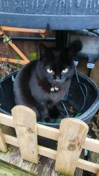 Reunited Female Cat last seen Wappenbury rd just of hillmorton rd., West Midlands, England 