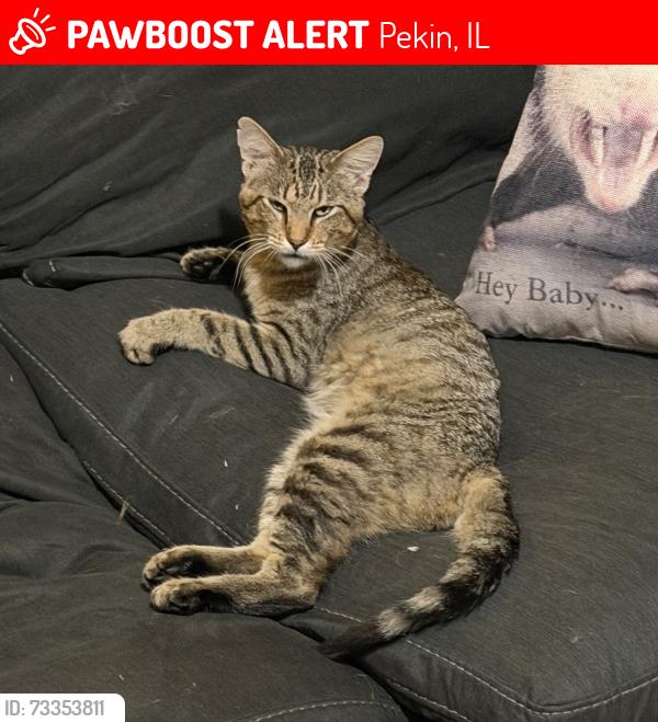 Lost Male Cat last seen Lake Knolls Rd, Pekin, IL 61554