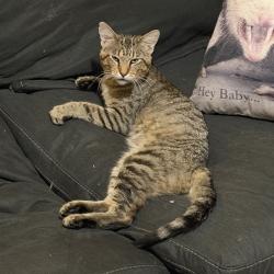 Lost Male Cat last seen Lake Knolls Rd, Pekin, IL 61554