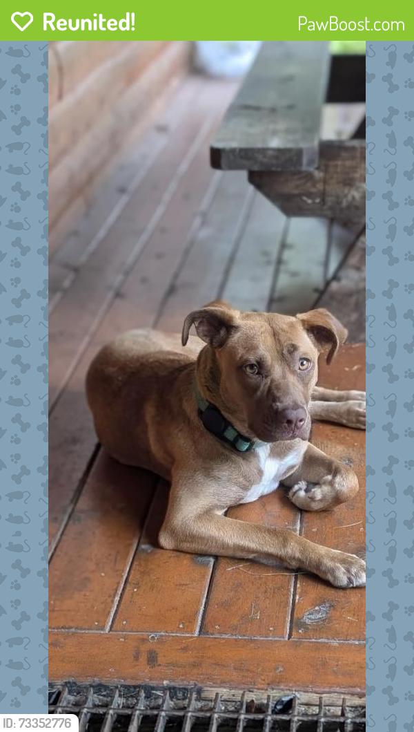 Reunited Female Dog last seen Carman Pl and South Ireland Pl, Amityville, NY 11701