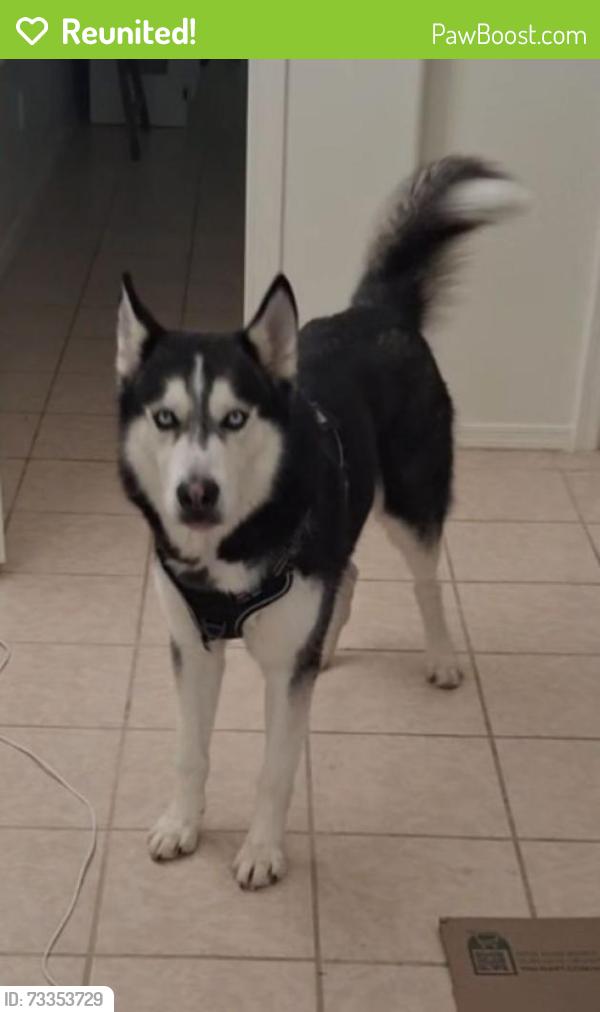 Reunited Male Dog last seen Grant & Campbell, Tucson, AZ 85719