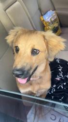 Found/Stray Female Dog last seen Us-1 near McDonald’s, Ormond Beach, FL 32174