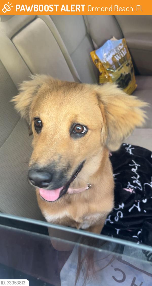 Found/Stray Female Dog last seen Us-1 near McDonald’s, Ormond Beach, FL 32174