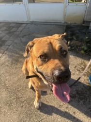 Found/Stray Male Dog last seen Buccaneer, Port St. Lucie, FL 34952