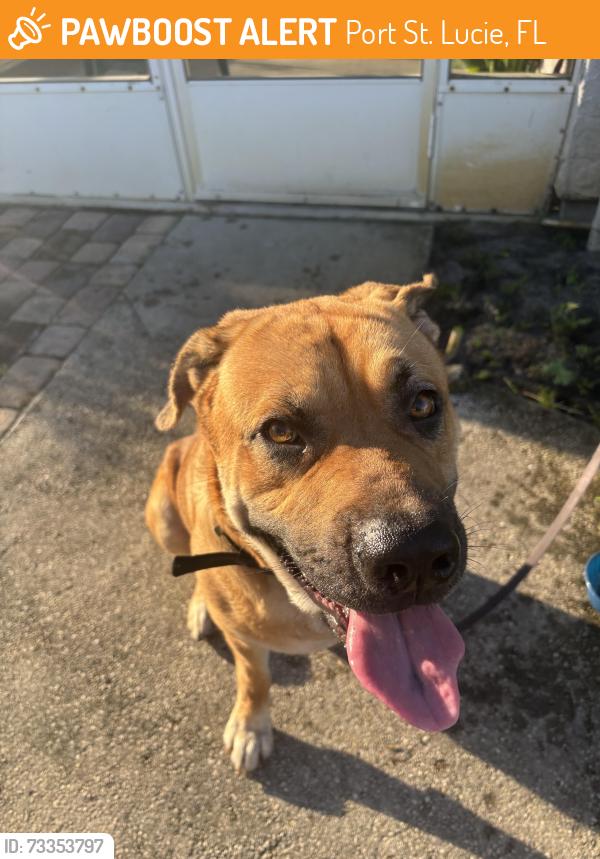Found/Stray Male Dog last seen Buccaneer, Port St. Lucie, FL 34952