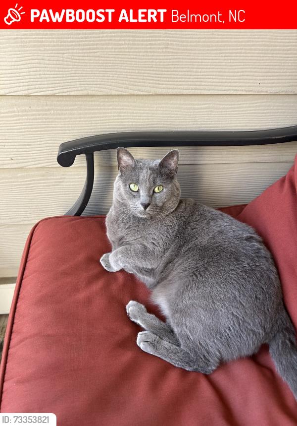 Lost Male Cat last seen McKee Farm Lane / South Point Rd, Belmont, NC 28012