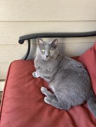 Lost Male Cat last seen McKee Farm Lane / South Point Rd, Belmont, NC 28012